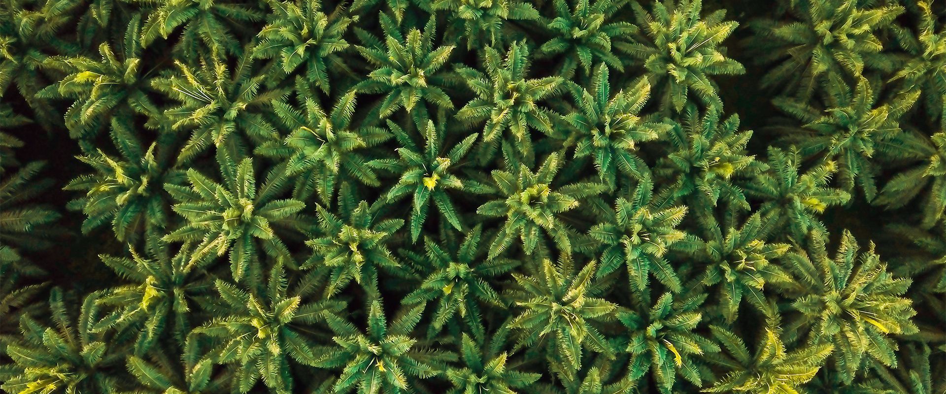 Plantação de palma de óleo vista de cima - drone