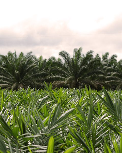 Imagem 05 de plantações palma do grupo BBF e plantação de palma ao fundo